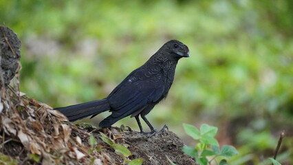 smooth billed ani from Galapagos islands