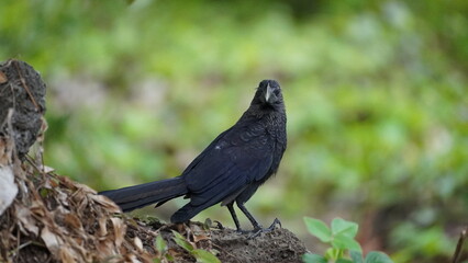 smooth billed ani from Galapagos islands