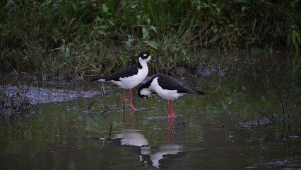 Black winged Stilt from Galapagos islands