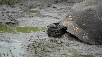 Wild Galapagos giant tortoise on Santa Cruz Island