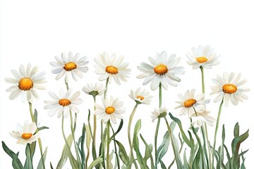 Obraz premium A bright, cheerful daisy flower arrangement against a white background, perfect for spring-themed designs or nature-inspired projects.