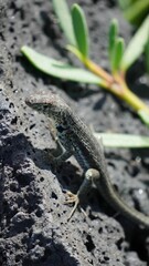 A lava lizard