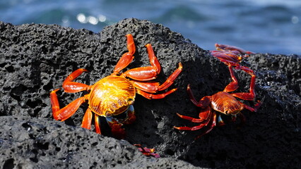 Sally Lightfoot Crab