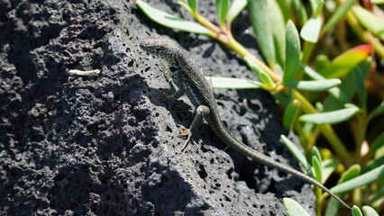 A lava lizard