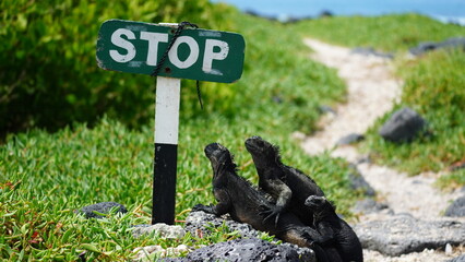 Close-up of marine iguana