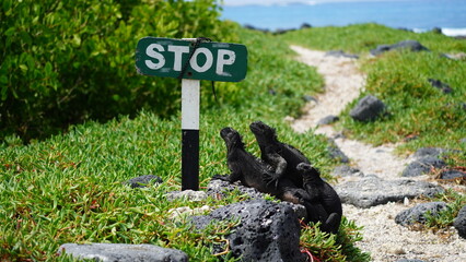 Close-up of marine iguana