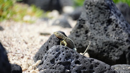 A lava lizard