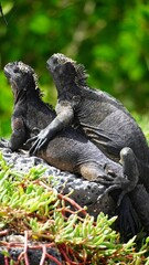 Obraz premium Close-up of marine iguana