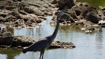 Great blue heron
