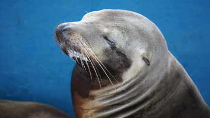 Sea lion in Galapagos Islands