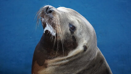 Sea lion in Galapagos Islands