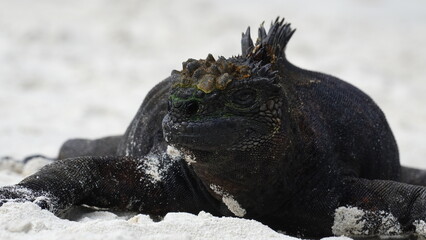 Close-up of marine iguana