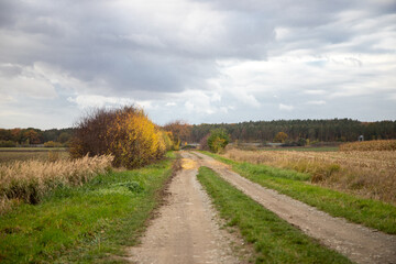 Panoramic view on a dirt road in September with corn, rapeseed, sugar beet and few trees