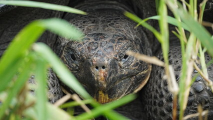 Wild Galapagos giant tortoise on Santa Cruz Island