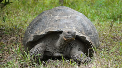 Obraz premium Wild Galapagos giant tortoise on Santa Cruz Island