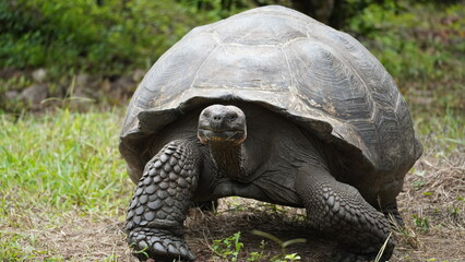 Fototapeta premium Wild Galapagos giant tortoise on Santa Cruz Island