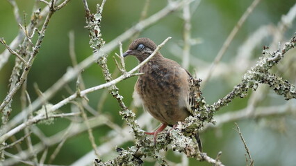 Galapagos Dove perching on a branch