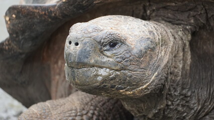 Wild Galapagos giant tortoise on Santa Cruz Island