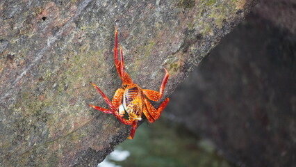 Sally Lightfoot Crab