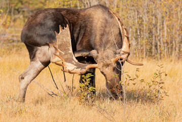 Bull Moose during the Rut in Wyoming in Autumn