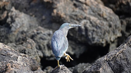 Heron Bird from Galapagos islands