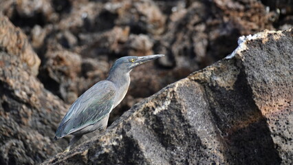Heron Bird from Galapagos islands