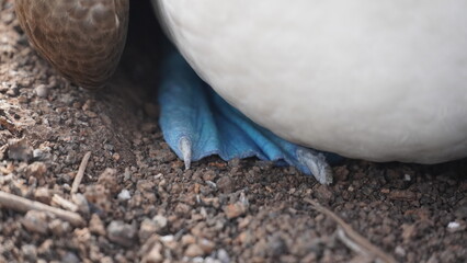 Blue Footed Boobies Galapagos Islands