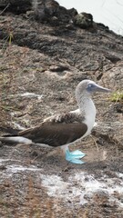 Blue Footed Boobies Galapagos Islands
