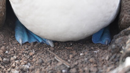 Blue Footed Boobies Galapagos Islands
