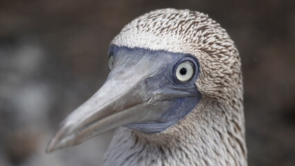 Blue Footed Boobies Galapagos Islands
