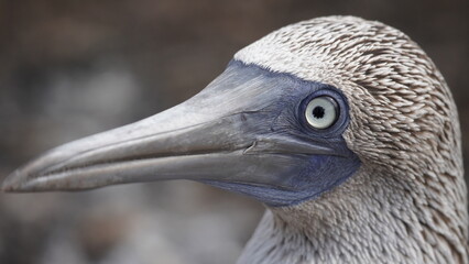 Blue Footed Boobies Galapagos Islands