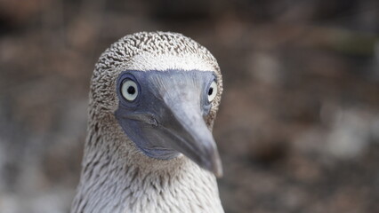 Blue Footed Boobies Galapagos Islands
