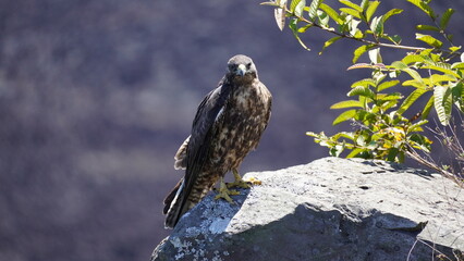 Galapagos Hawk perching on a rock
