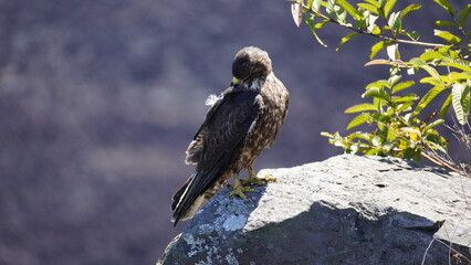 Galapagos Hawk perching on a rock