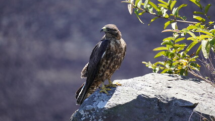 Galapagos Hawk perching on a rock