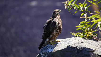 Galapagos Hawk perching on a rock