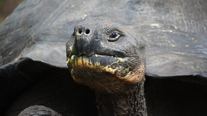 Wild Galapagos giant tortoise on Santa Cruz Island