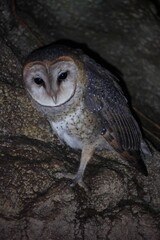 A Tito Alba barn owl