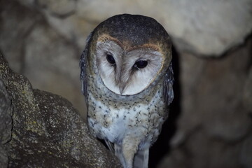 A Tito Alba barn owl