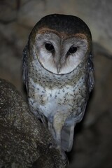A Tito Alba barn owl