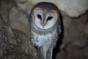 A Tito Alba barn owl