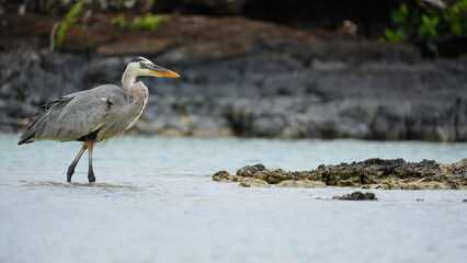 Great blue heron