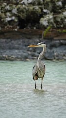 Great blue heron
