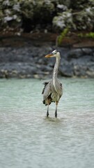 Great blue heron