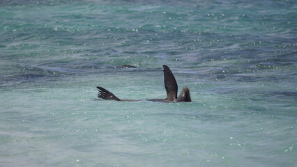 Obraz premium Sea lion in Galapagos Islands