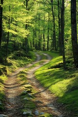 Obraz premium A serene forest path, surrounded by lush green trees and sunlight filtering through the leaves, inviting peaceful exploration.