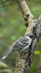 A beautiful and curious Mockingbird