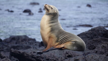 Sea lion in Galapagos Islands
