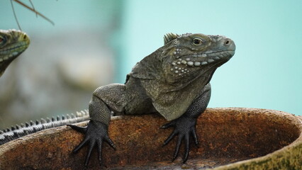 Cyclura nubila, Cuban rock iguana