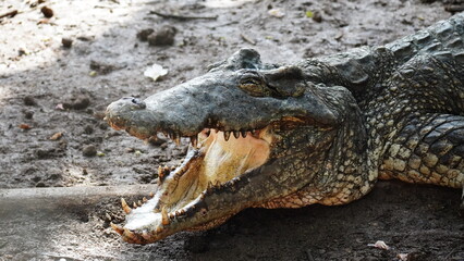 Close-up of Cuban crocodile